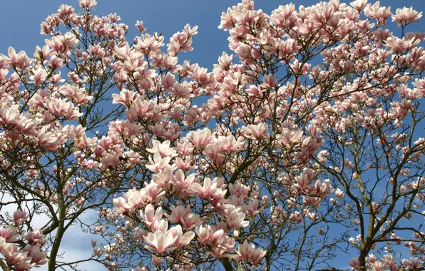 Picture tree, branch, spring, flowering, flowers, tree, Spring, flowering