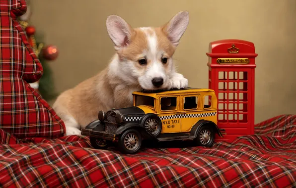 Dog, puppy, machine, phone booth, doggie, Welsh Corgi, Svetlana Pisareva