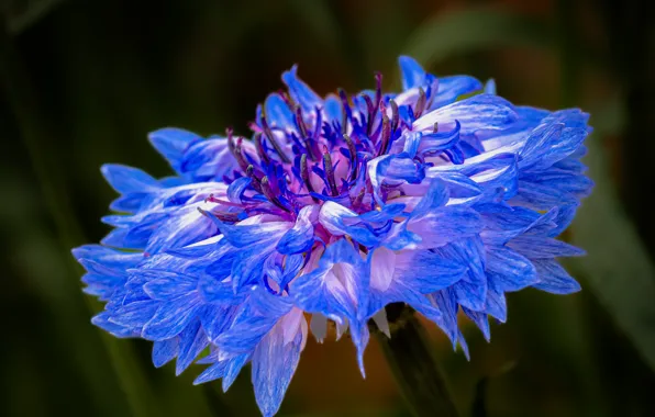 Flower, macro, blue, treatment, cornflower