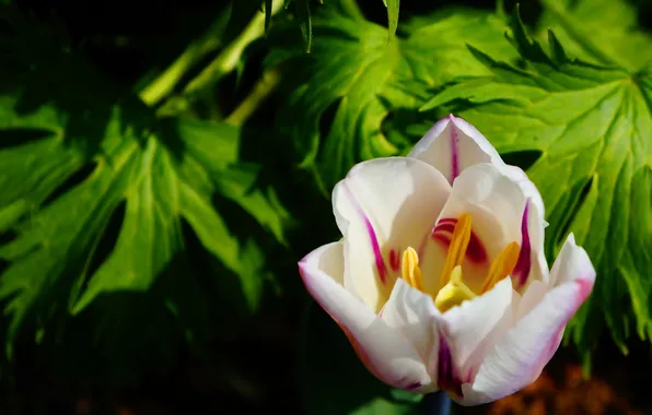 Flower, tulips, blooming