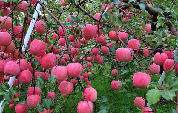 Autumn, water, drops, Rosa, apples, garden, harvest