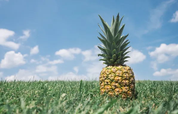 Picture the sky, grass, pineapple
