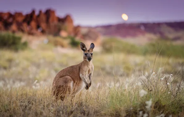 Morning, Australia, kangaroo
