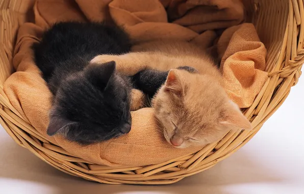 Picture cats, basket, kittens