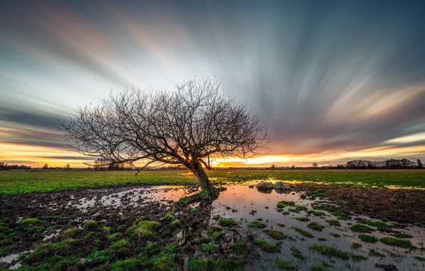 The sky, clouds, sunset, branches, lake, tree, shore, swamp