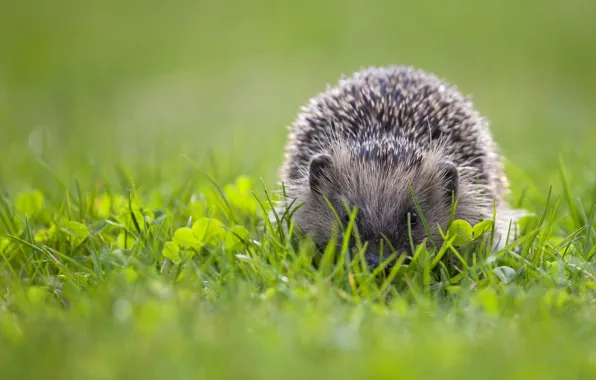 Greens, grass, look, glade, muzzle, hedgehog, hedgehog, Peeps
