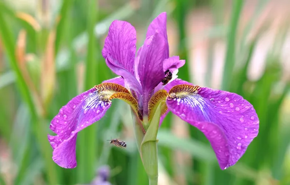Flower, drops, petals, iris