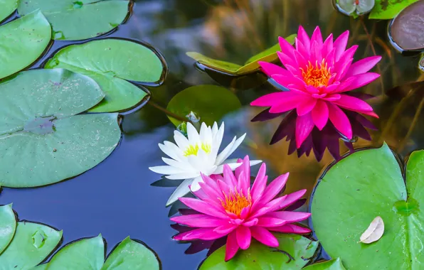 Wallpaper water, Lily, water lilies