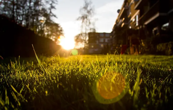 Picture summer, the sun, macro, rays, light, nature, photo, Wallpaper