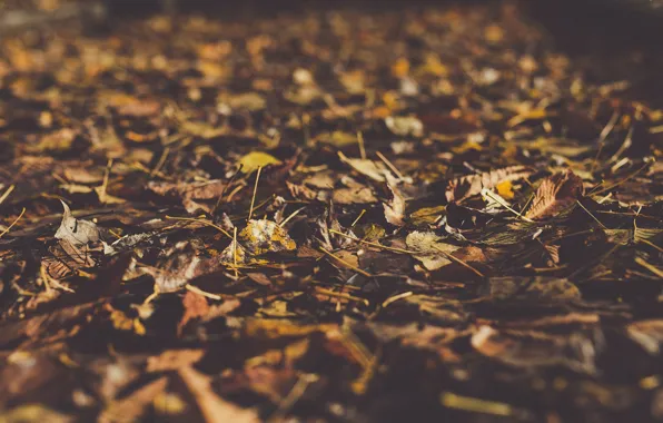 Picture autumn, macro, foliage, bokeh