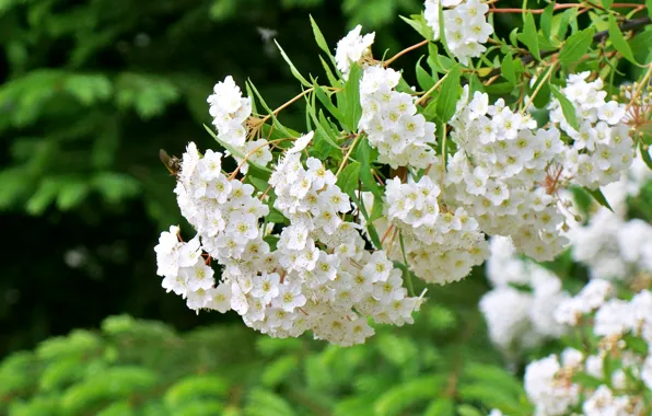 Bee, spring, the bride, flowering, white flower, Spiraea