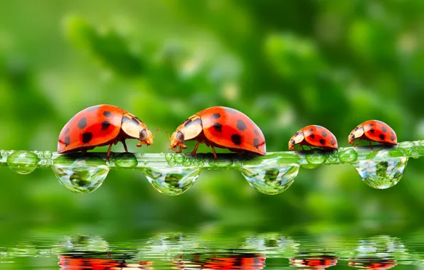 Greens, drops, macro, insects, Rosa, reflection, rendering, ladybugs