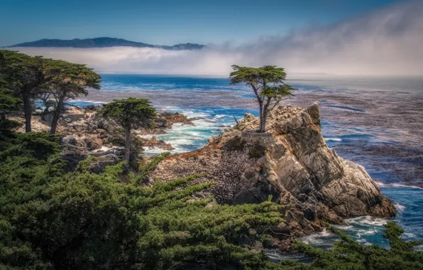 Trees, rock, coast, CA, Bay, California, cypress, Pebble Beach