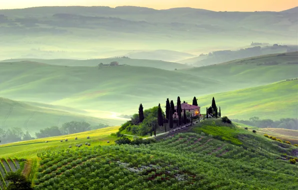 Picture greens, trees, landscape, nature, fog, dawn, hills, field