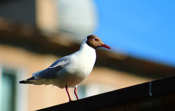 Picture the sky, the city, background, bird, Seagull