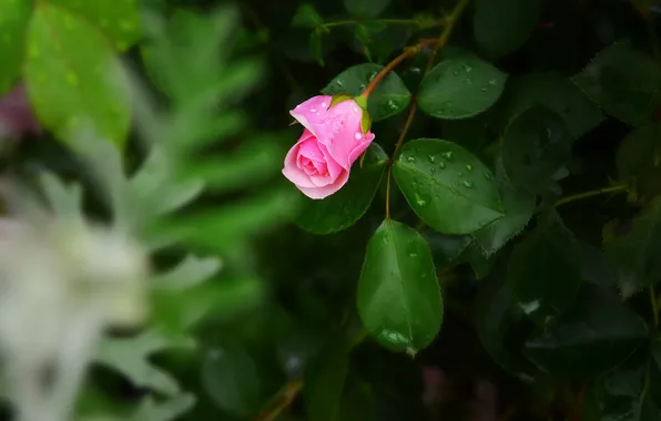 Picture leaves, drops, flowers, rose, bokeh