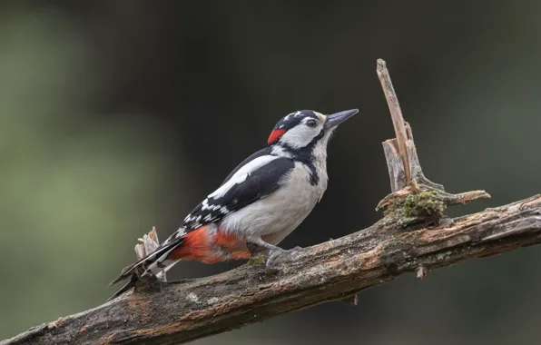 Bird, branch, woodpecker