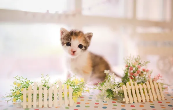 Picture look, baby, kitty, flowers, the fence