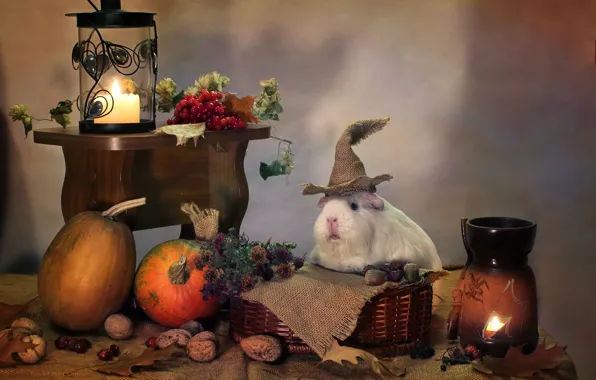 Picture autumn, animals, humor, candles, October, pumpkin, Halloween, composition