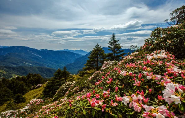 Forest, the sky, clouds, flowers, mountains, nature, hills, Asia
