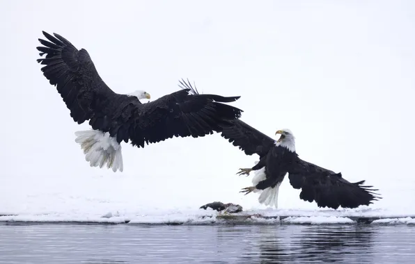 Winter, water, snow, bird, wings, beak, bald eagle
