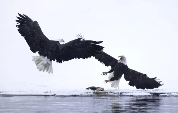 Picture winter, water, snow, birds, wings, beak, bald eagle