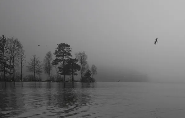 Trees, flight, birds, fog, lake, island, rainy