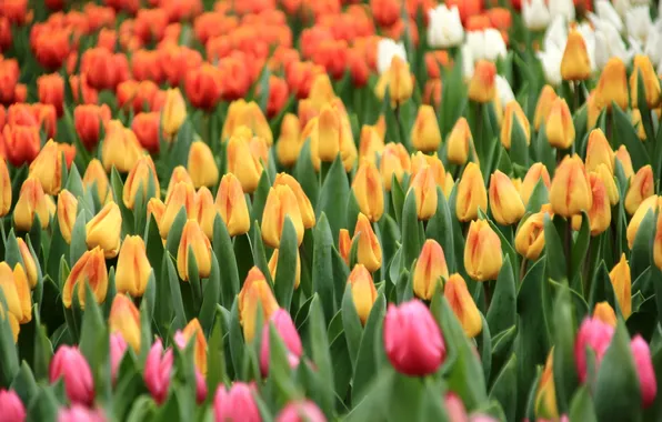 Macro, orange, tulips, buds