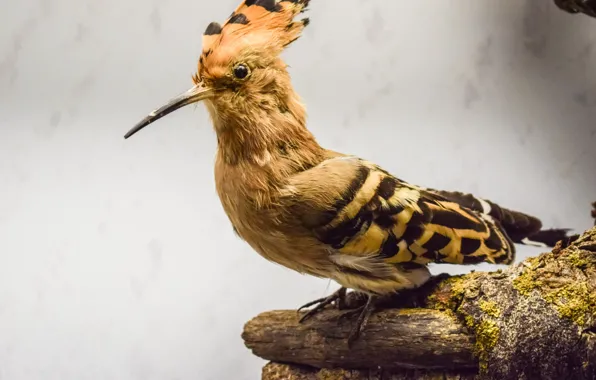Animal, Hoopoe, Hoopa Epops, brown and black bird on tree trunk