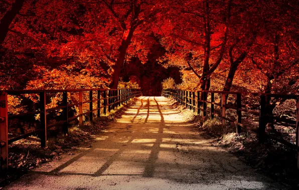Picture road, trees, the fence