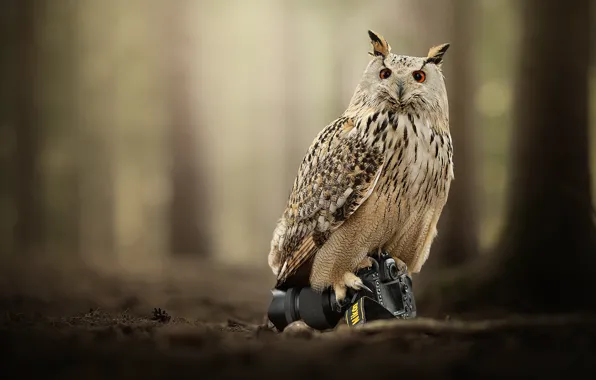 Owl, bird, the camera, bokeh, owl