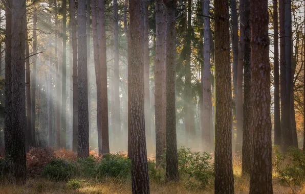 Forest, grass, rays, light, fog, morning, trunk, pine