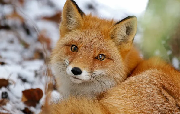 Winter, look, snow, nature, portrait, Fox, tail, the snow