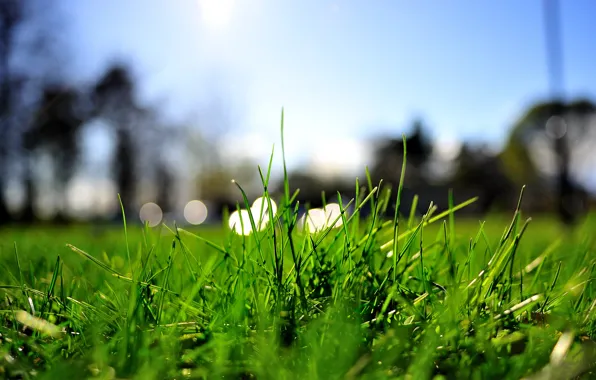 Picture greens, summer, grass, macro, lights, lawn, lawn