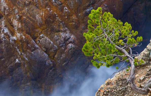 Tree, rocks, canyon, Wyoming, gorge, USA, National wildlife refuge Shoshone