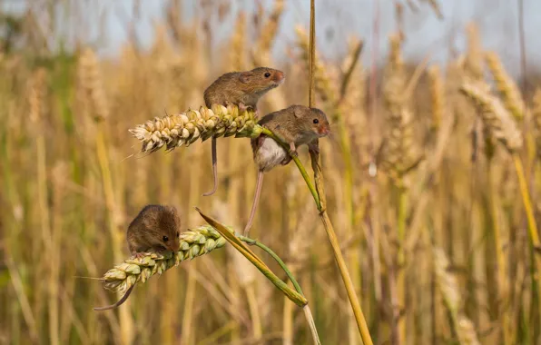 Field, ears, mouse, trio, mouse, vole