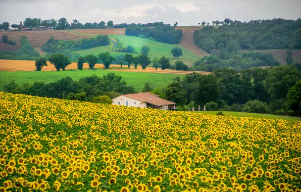 Field, summer, sunflowers, flowers, meadow, house