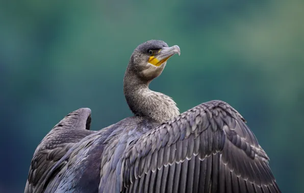 Bird, wings, cormorant