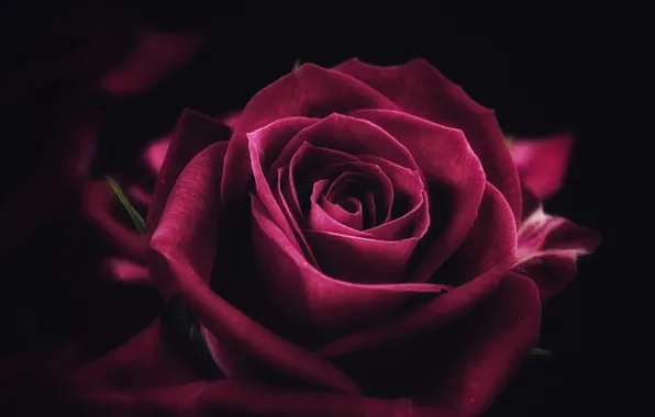 purple roses wallpaper desktop