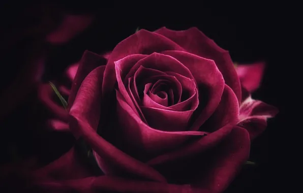 Rose, flower, close-up, pink, macro, purple, petals