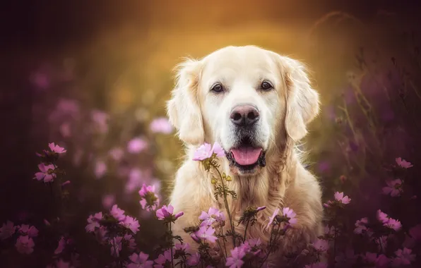 Language, look, flowers, nature, pose, glade, portrait, dog