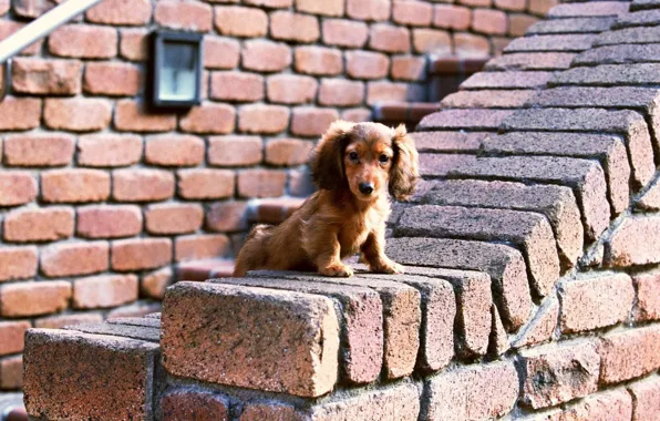 Dog, Look, Wall, Bricks