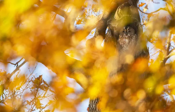Autumn, leaves, light, tree, owl, bird, foliage, yellow background