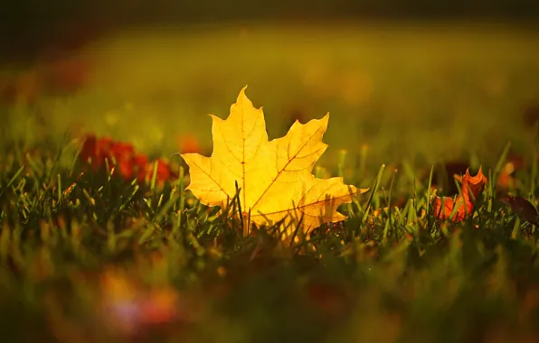 Picture autumn, grass, macro, sheet, maple