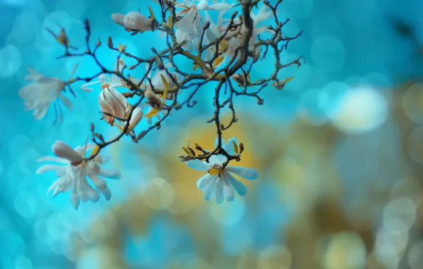 Flowers, branch, spring, buds, flowers, bokeh, bokeh, spring