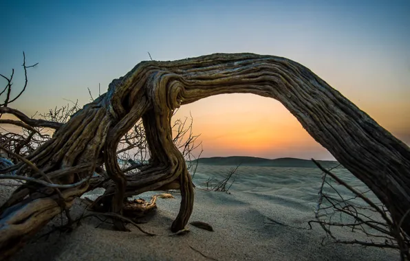 Picture sand, beach, sunset, tree, desert