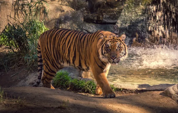 Picture greens, cat, animals, grass, look, water, squirt, tiger