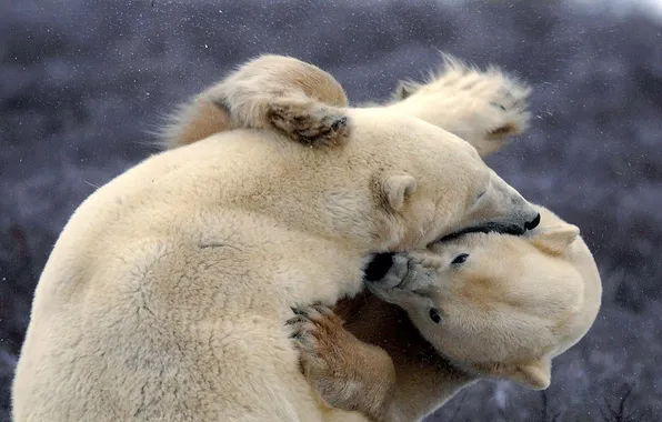 White, bears, fight