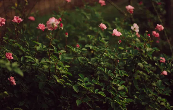 Flowers, petals, the bushes