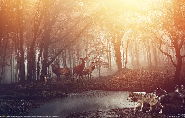 Forest, animals, look, danger, shore, predator, wolves, deer